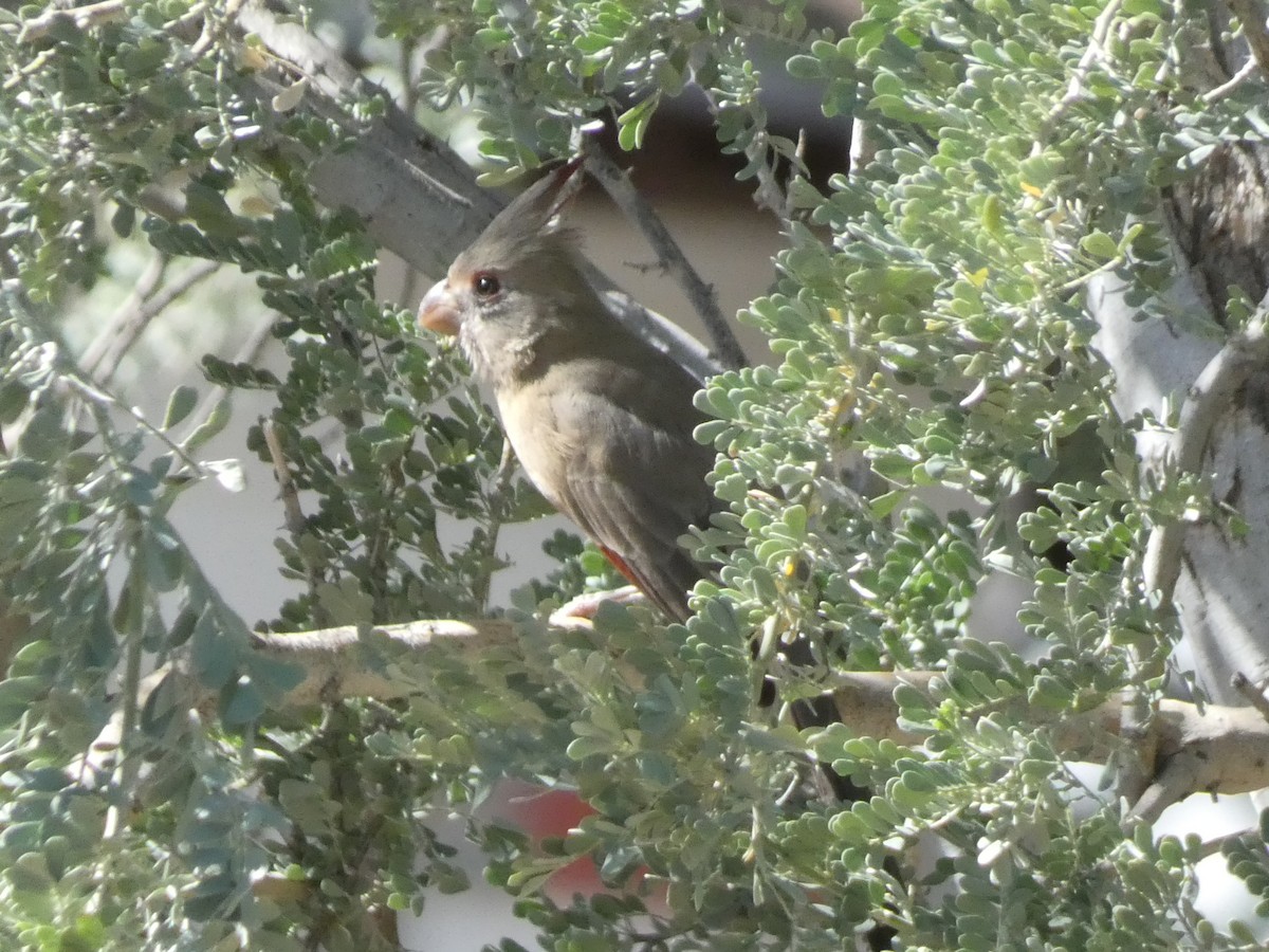 Pyrrhuloxia - ML644276566