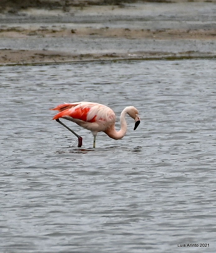 Chilean Flamingo - ML644276567