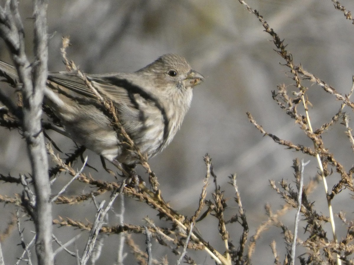House Finch - ML644276568