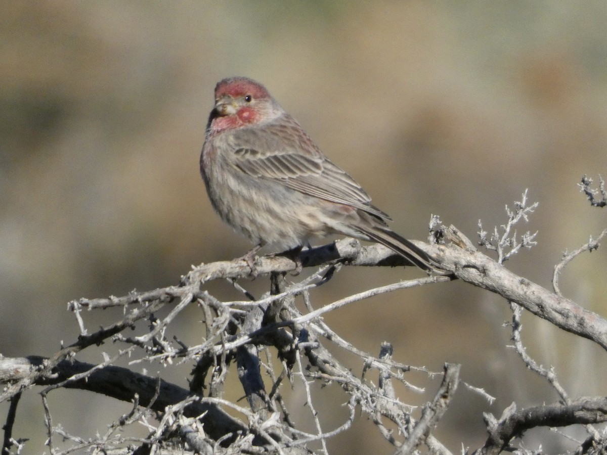 House Finch - ML644276569