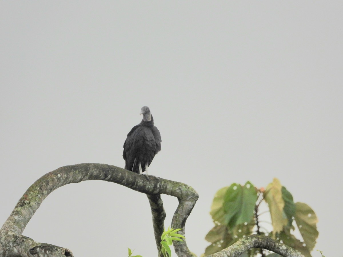 Black Vulture - ML644276578