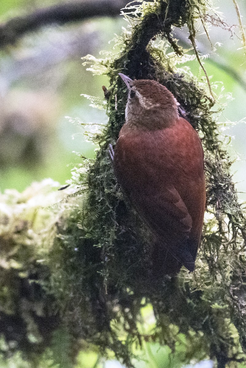 Ruddy Treerunner - ML644276583