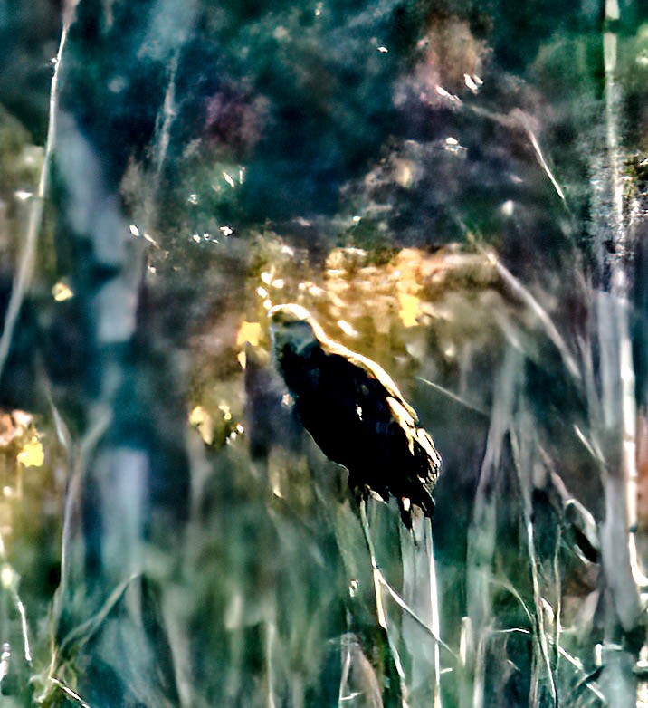 עיטם לבן-ראש - ML644276609