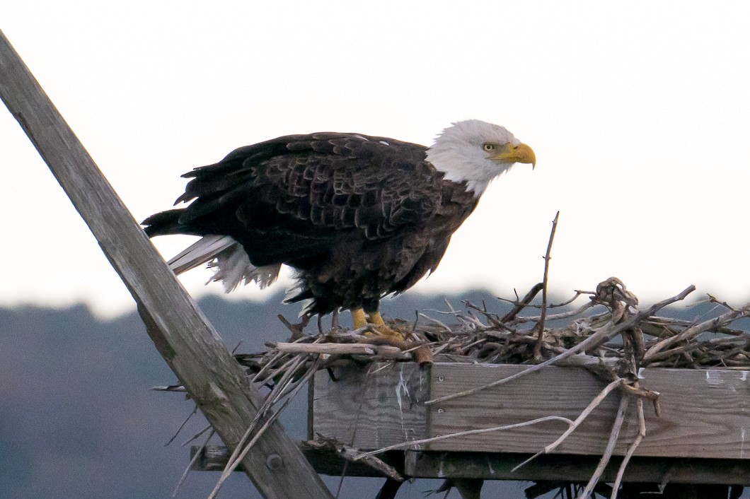 עיטם לבן-ראש - ML644276624