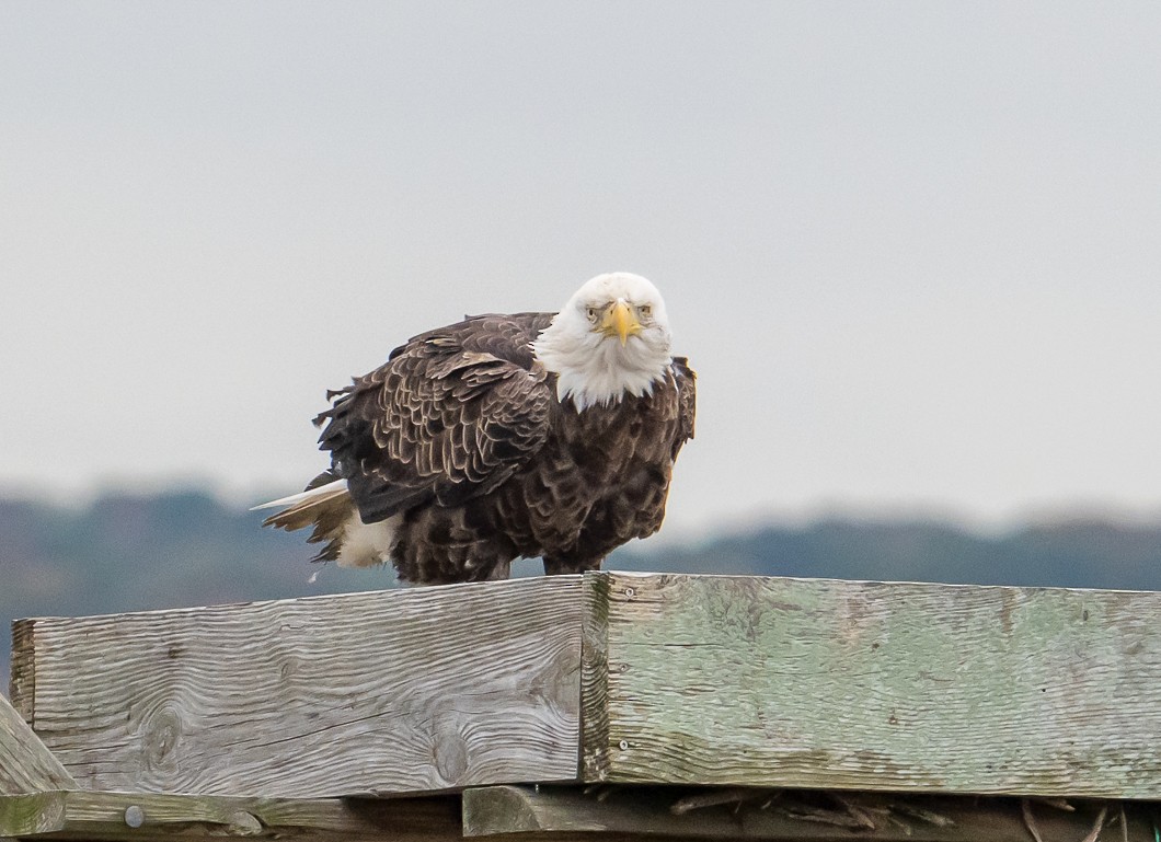 עיטם לבן-ראש - ML644276625