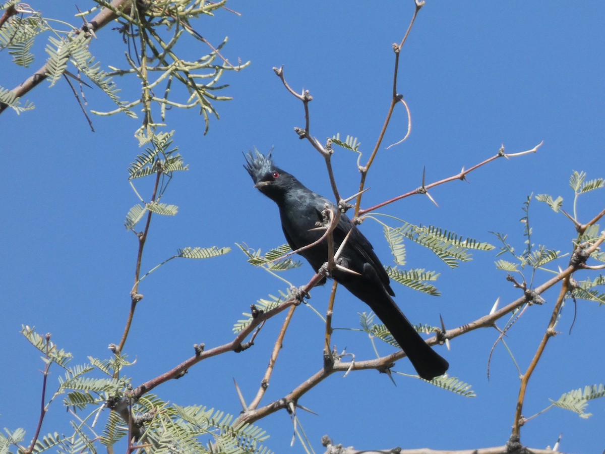 Phainopepla - ML644276627