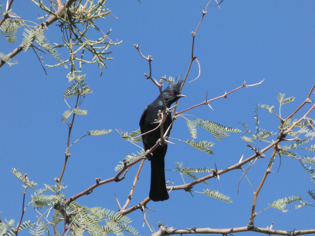 Phainopepla - ML644276628