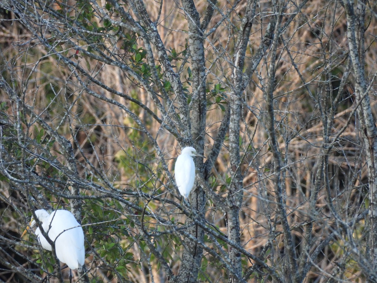 Little Blue Heron - ML644276629