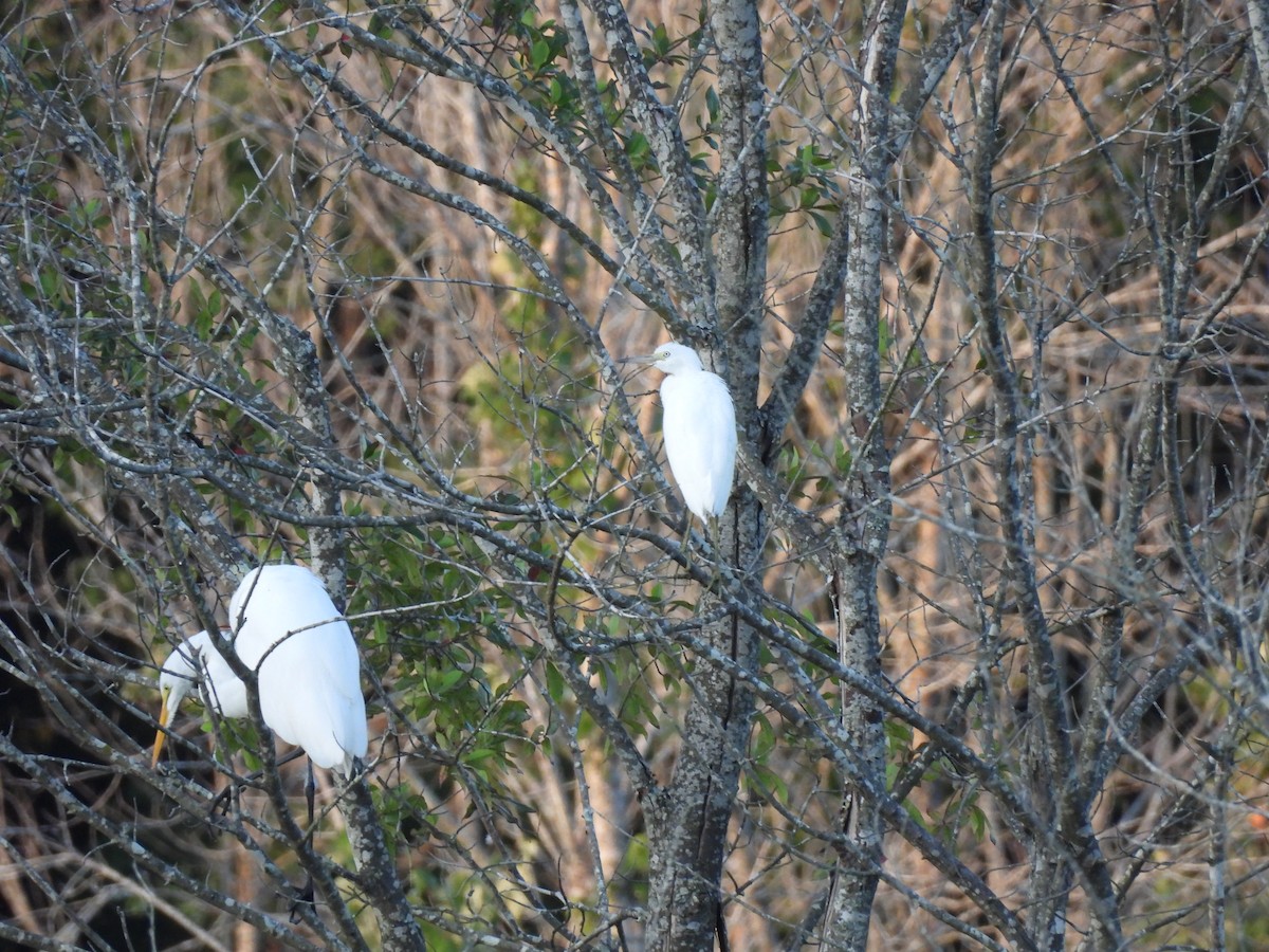 Little Blue Heron - ML644276630
