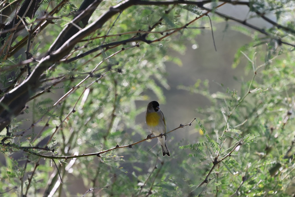 Lawrence's Goldfinch - ML644276631