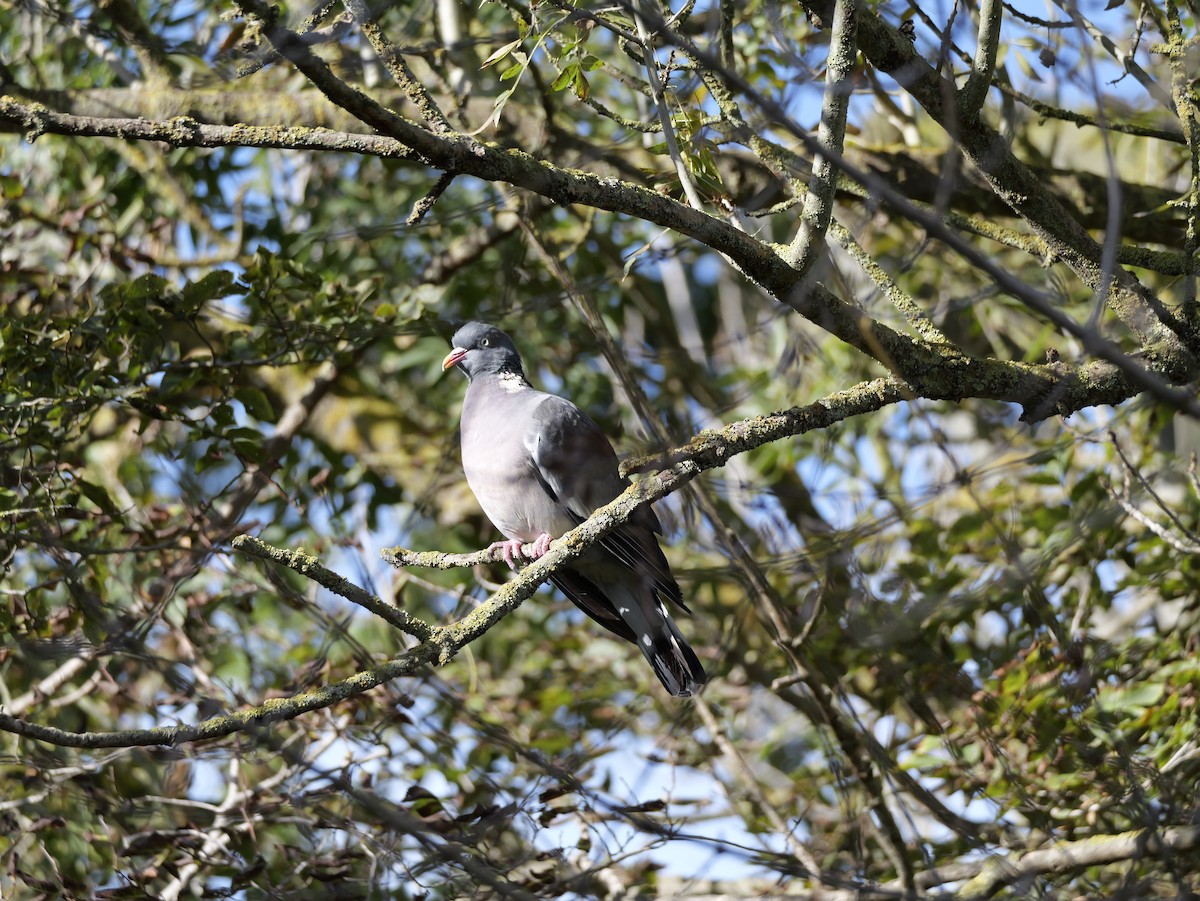 Tahtalı - ML644276636