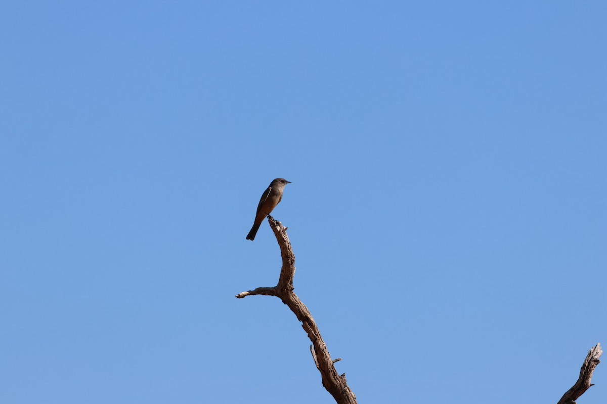 Say's Phoebe - ML644276646