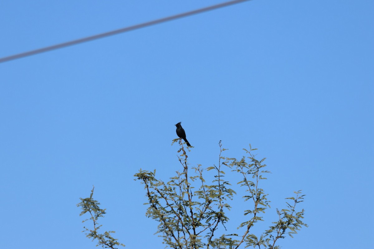 Phainopepla - ML644276648