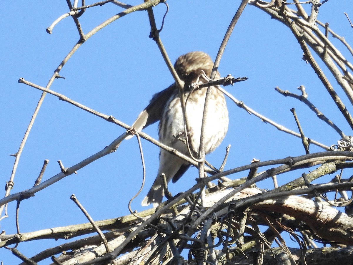 Camachuelo Purpúreo - ML644276649