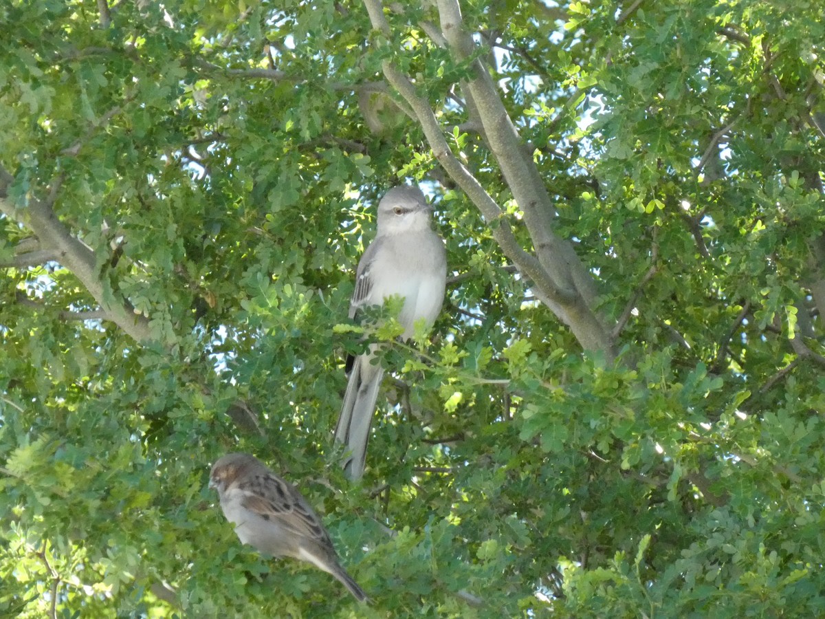 Northern Mockingbird - ML644276657