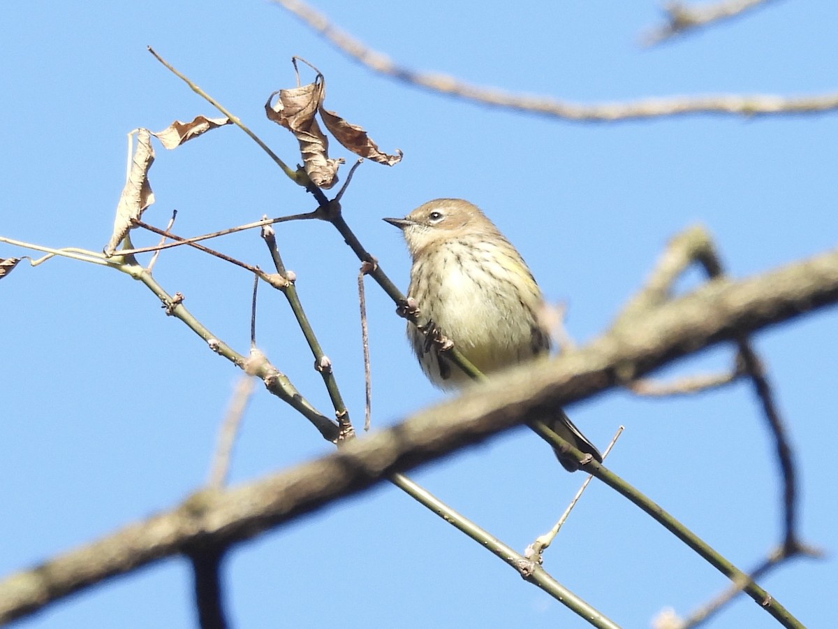 Reinita Coronada - ML644276666