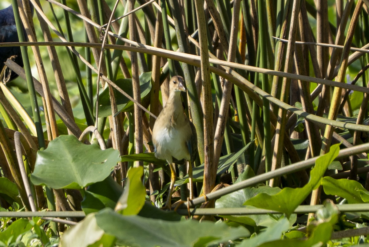 Uroilo urdin amerikarra - ML644276674