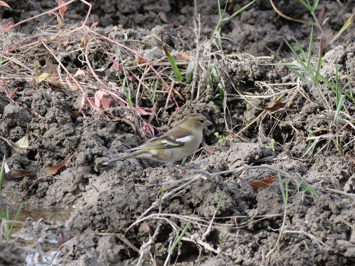 Зяблик звичайний - ML644276681