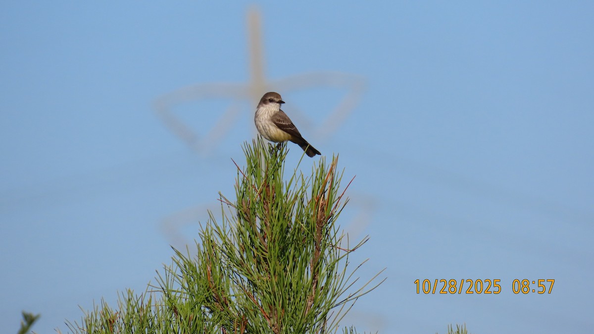 Vermilion Flycatcher - ML644276684