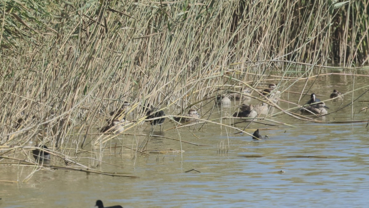 ברווז משויש - ML644276695