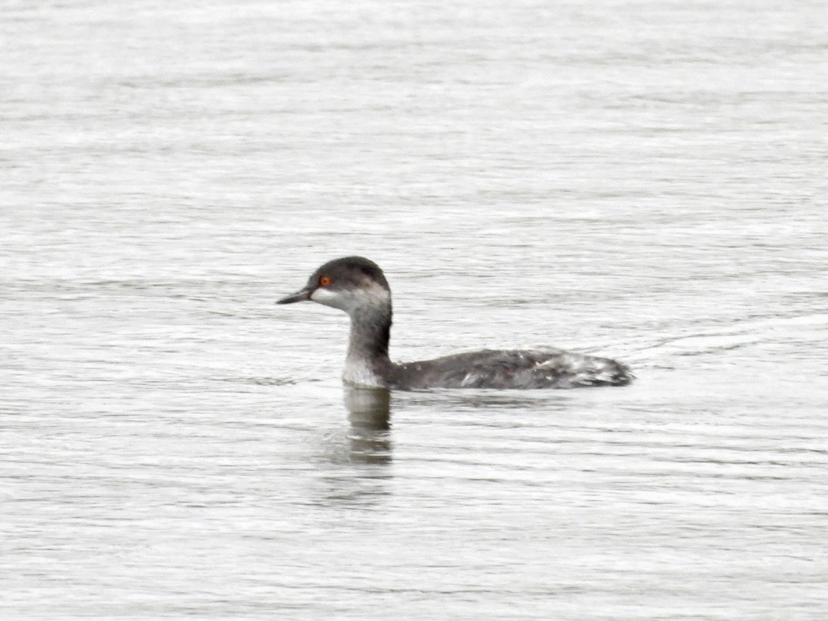 黑頸鸊鷉 - ML644276700