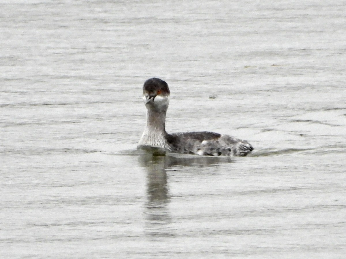 黑頸鸊鷉 - ML644276703