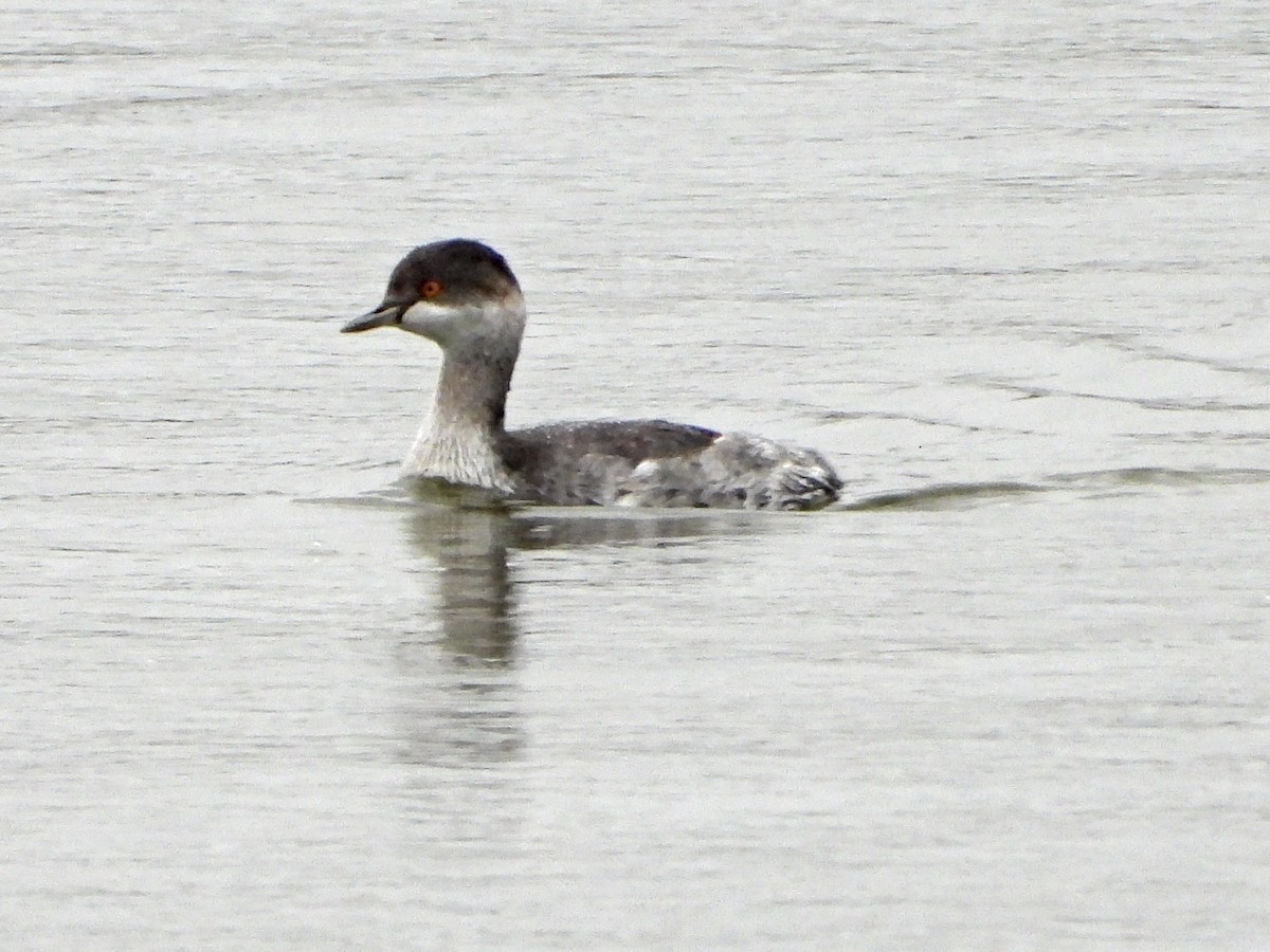 黑頸鸊鷉 - ML644276705