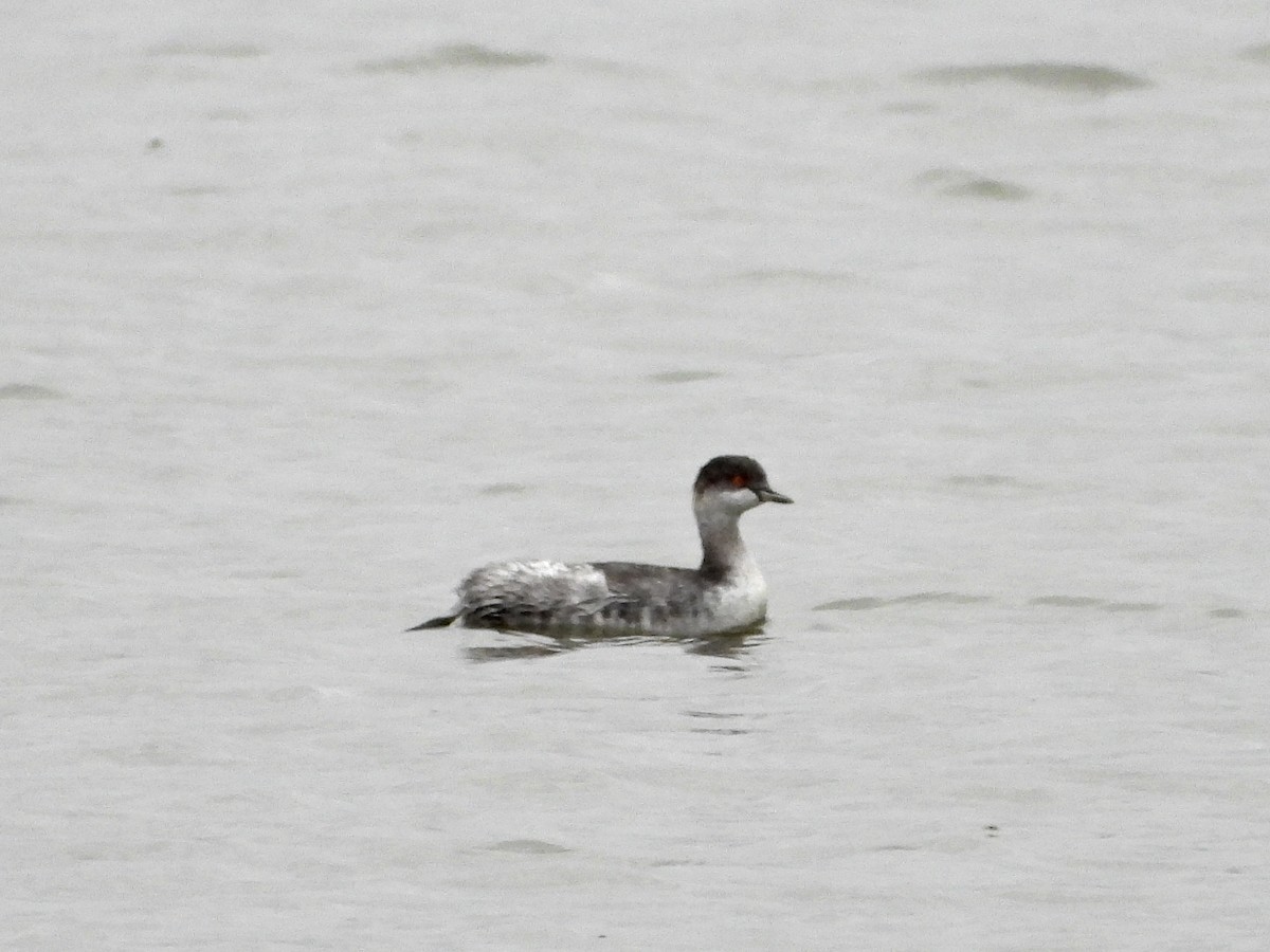 黑頸鸊鷉 - ML644276706