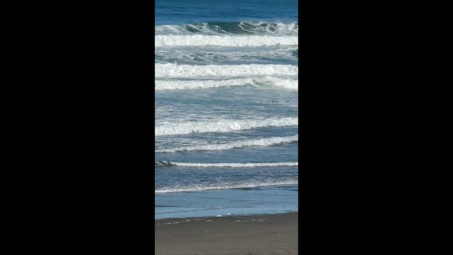 Long-billed Curlew - ML644276721