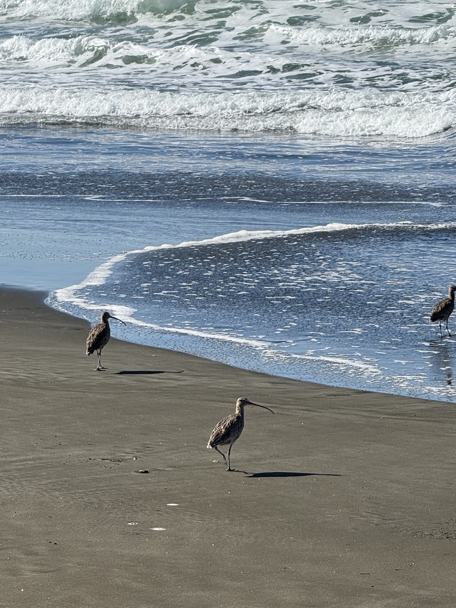 Long-billed Curlew - ML644276722
