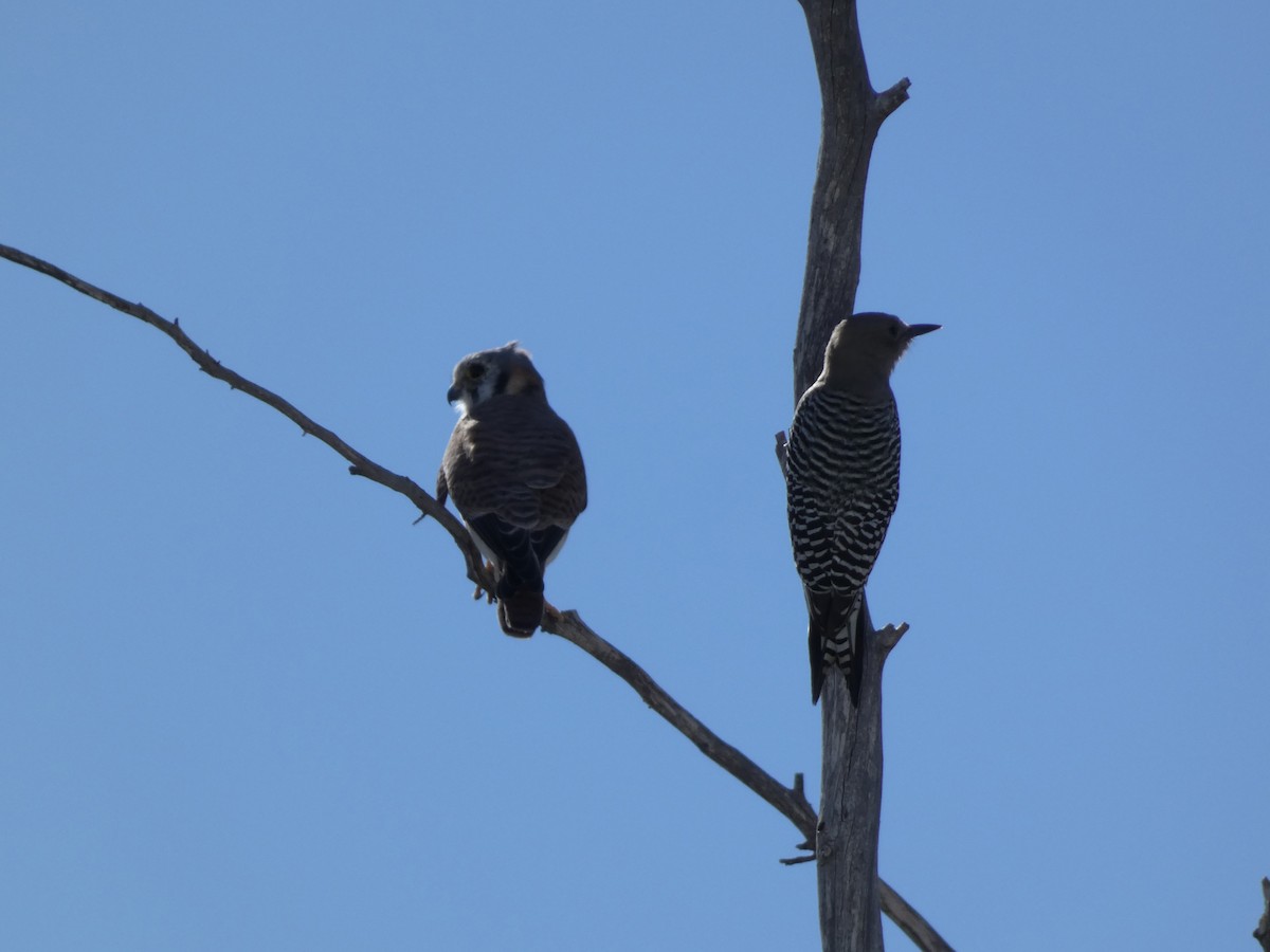 American Kestrel - ML644276734