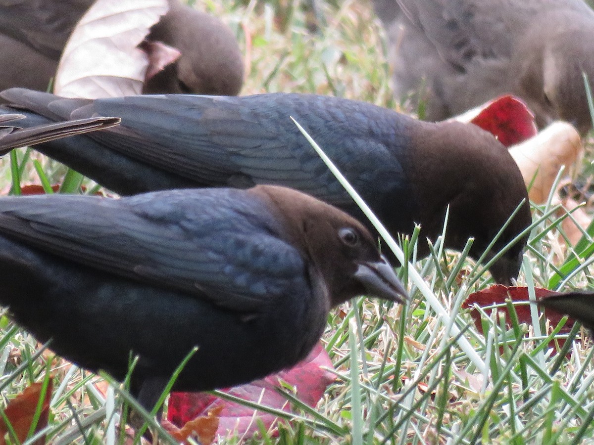 Brown-headed Cowbird - ML644276737