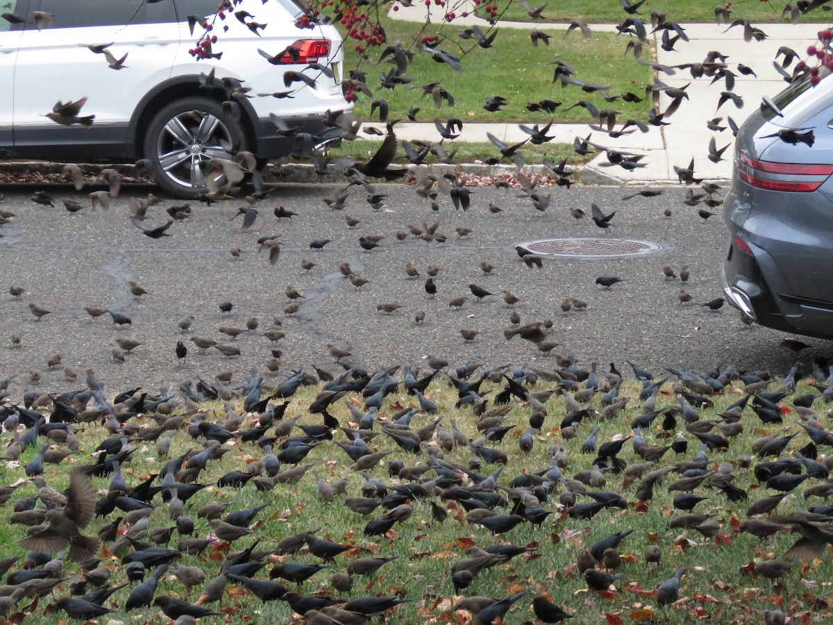 Brown-headed Cowbird - ML644276738