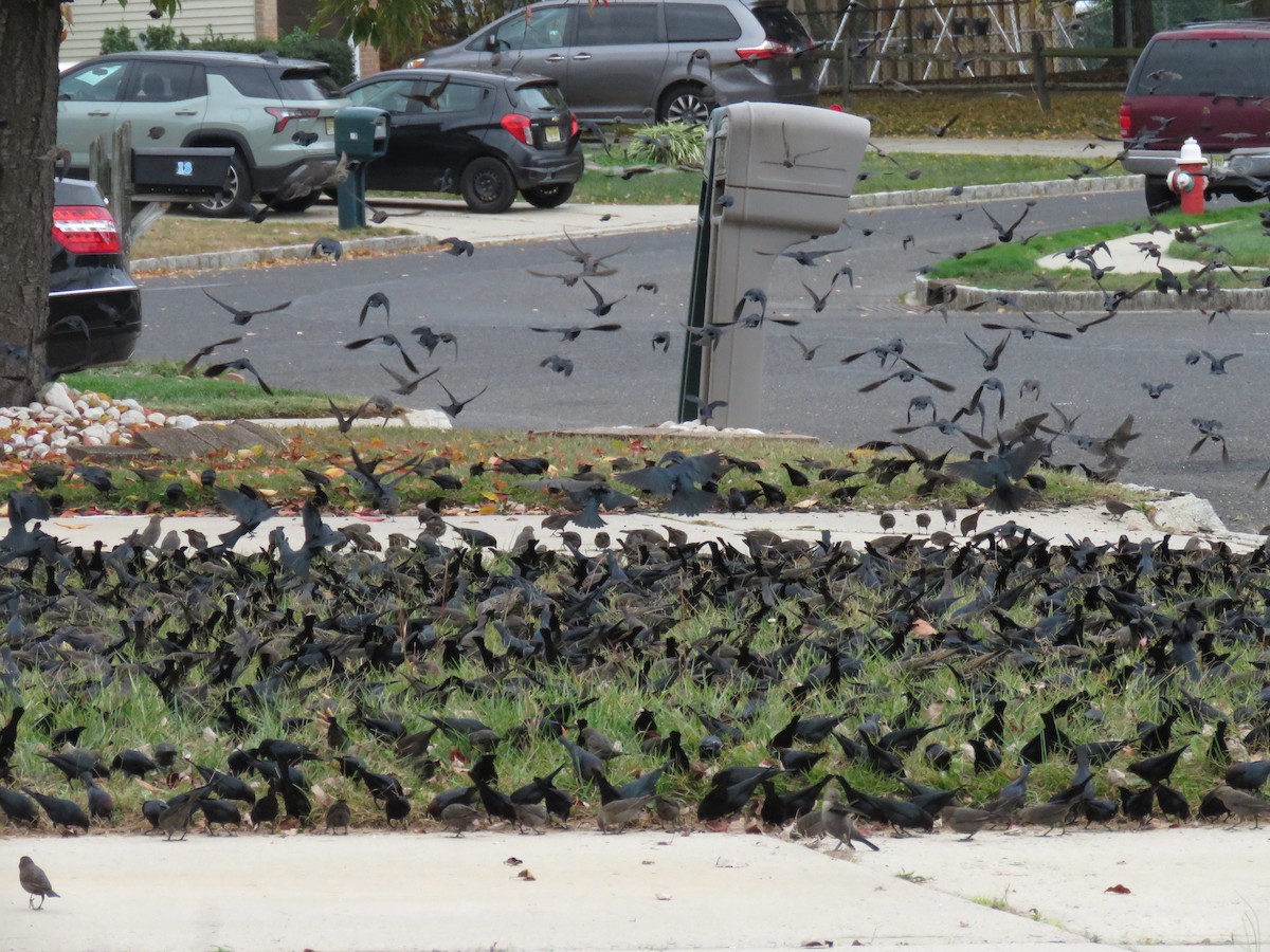 Brown-headed Cowbird - ML644276739