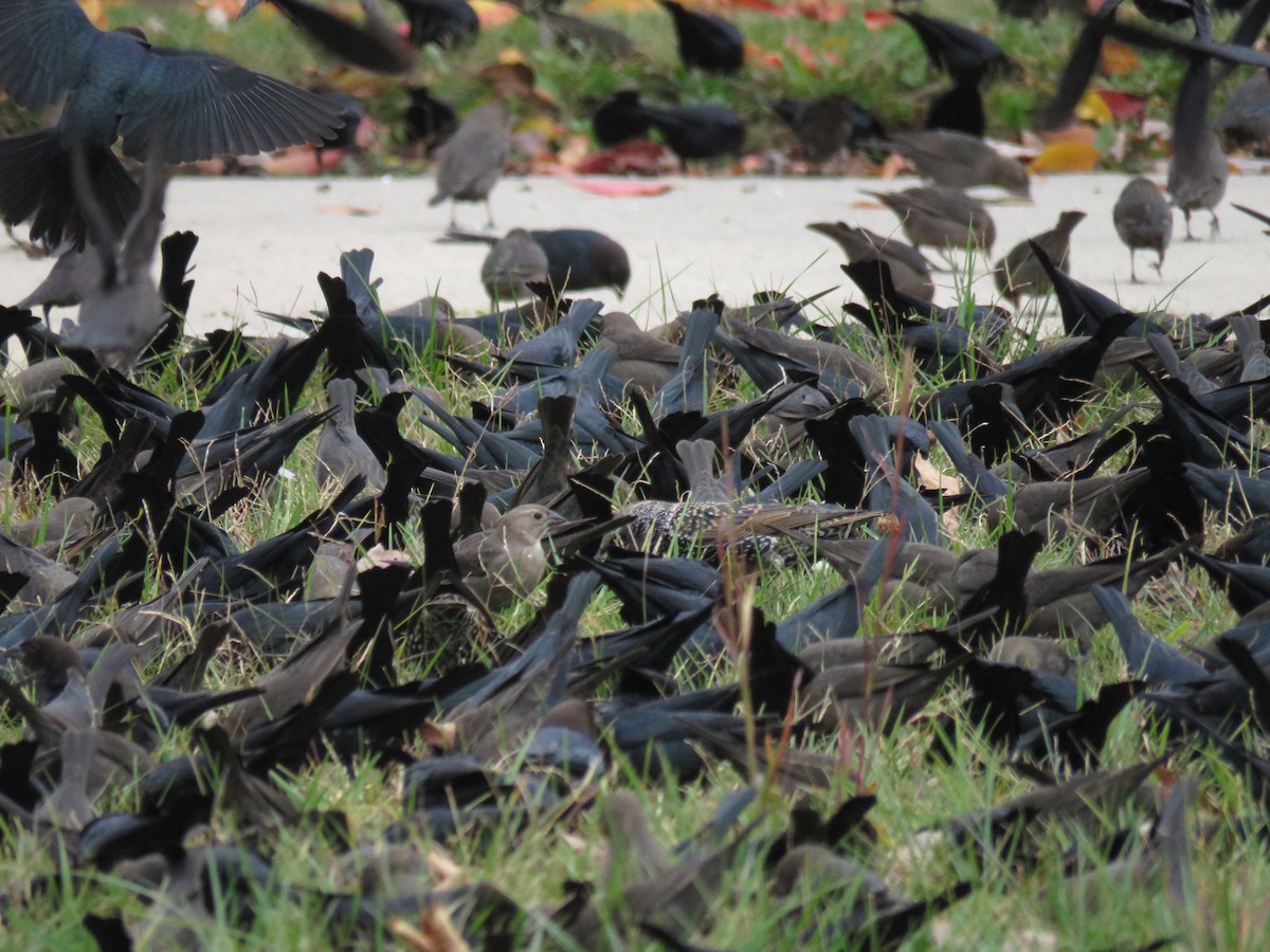 brunhodetrupial - ML644276740