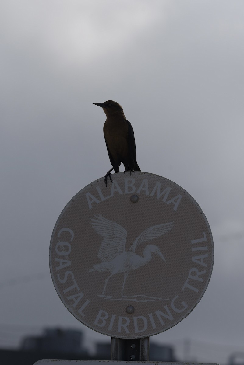 Boat-tailed Grackle - ML644276743