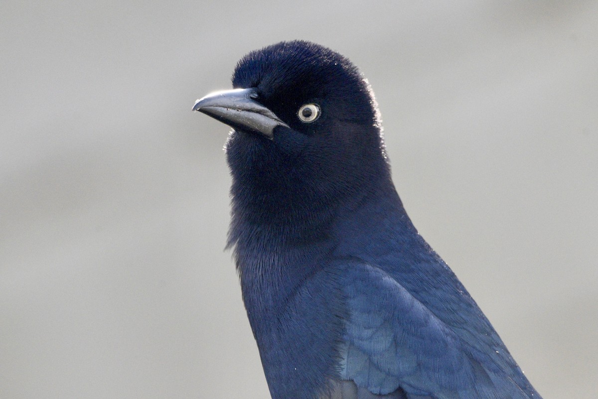 Boat-tailed Grackle - ML644276744