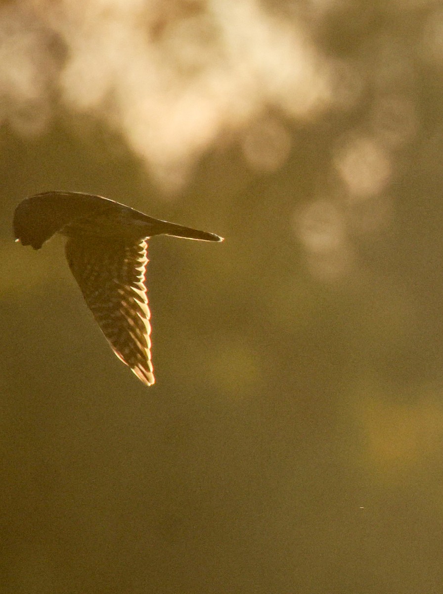 Merlin - ML644276747