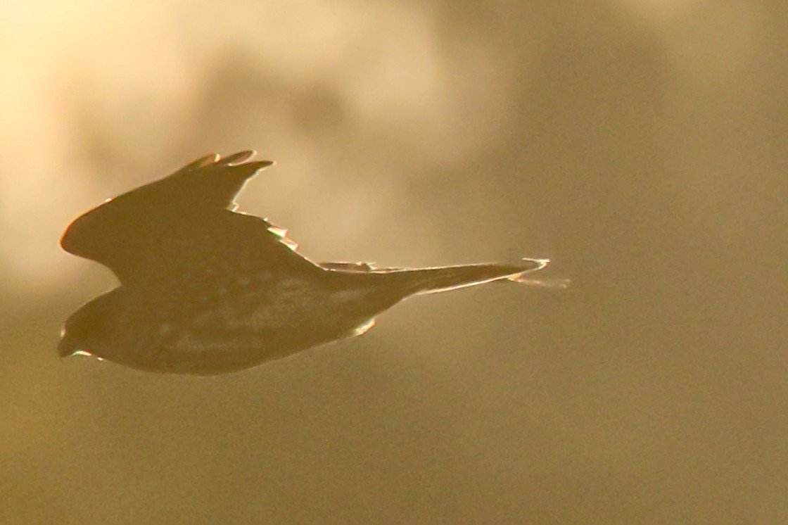 Merlin - ML644276756