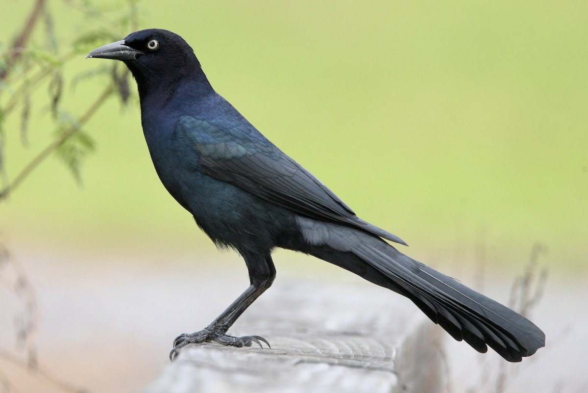 Boat-tailed Grackle - ML644276785