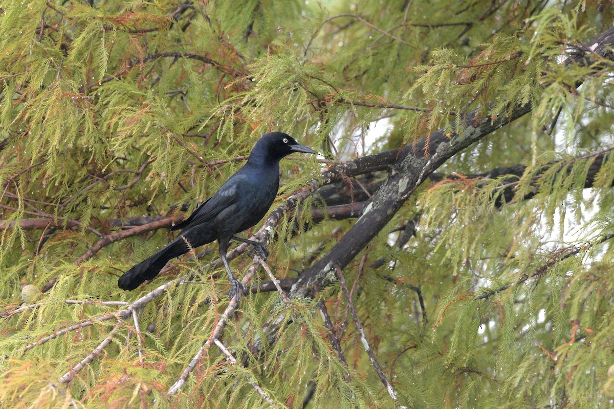 Boat-tailed Grackle - ML644276786