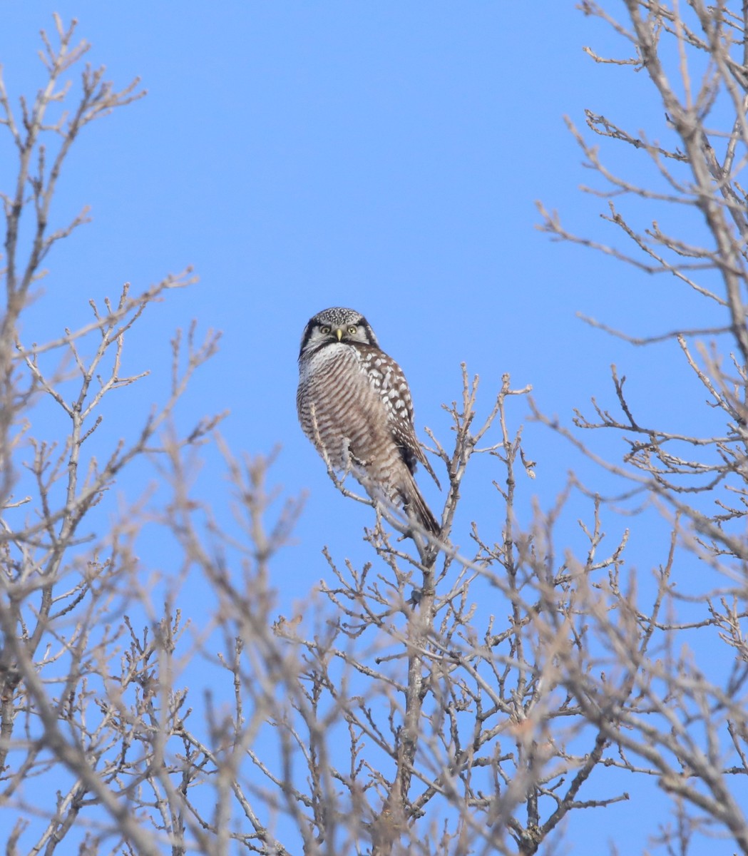 Харсуун ууль - ML644276787