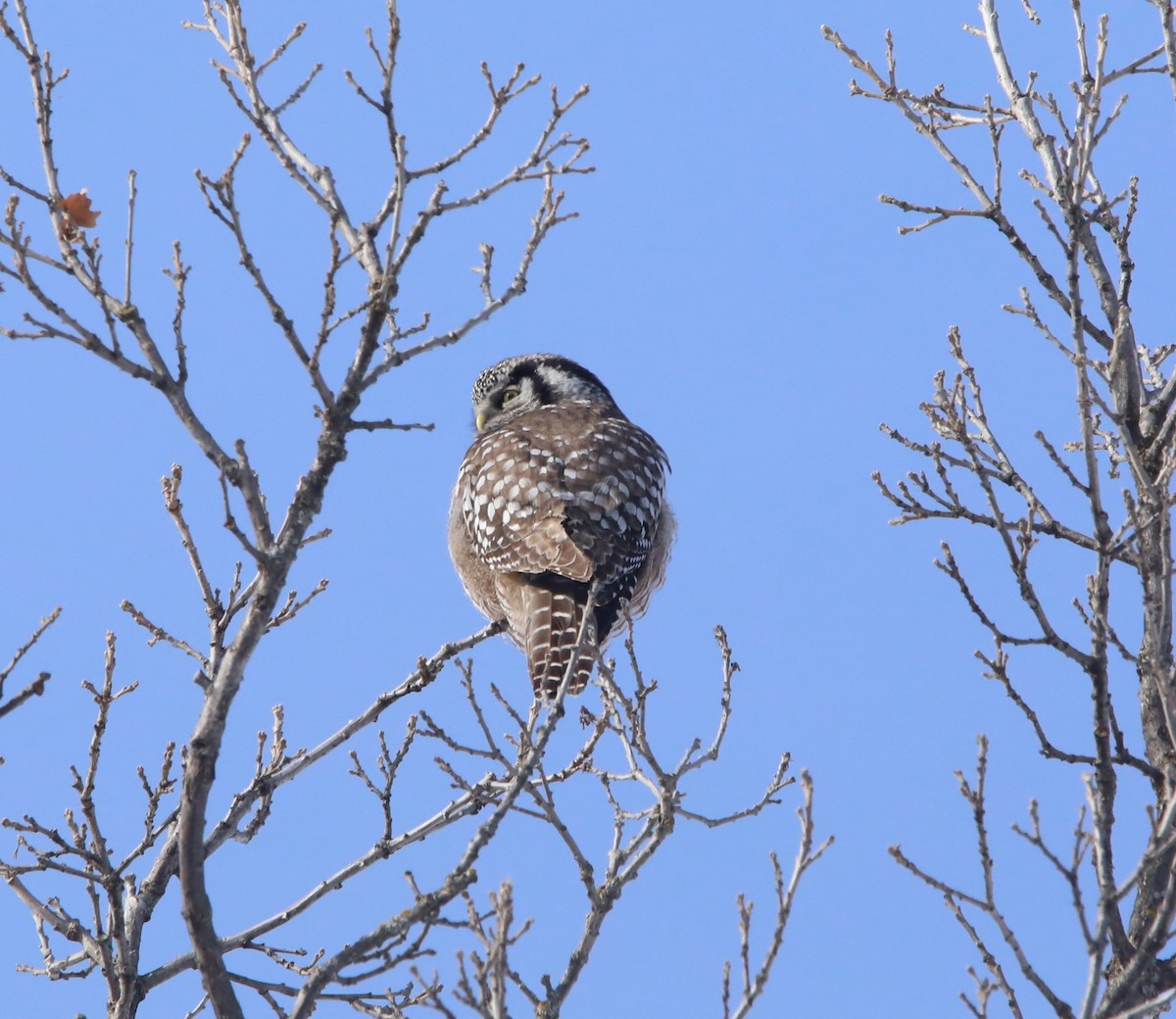 Харсуун ууль - ML644276789