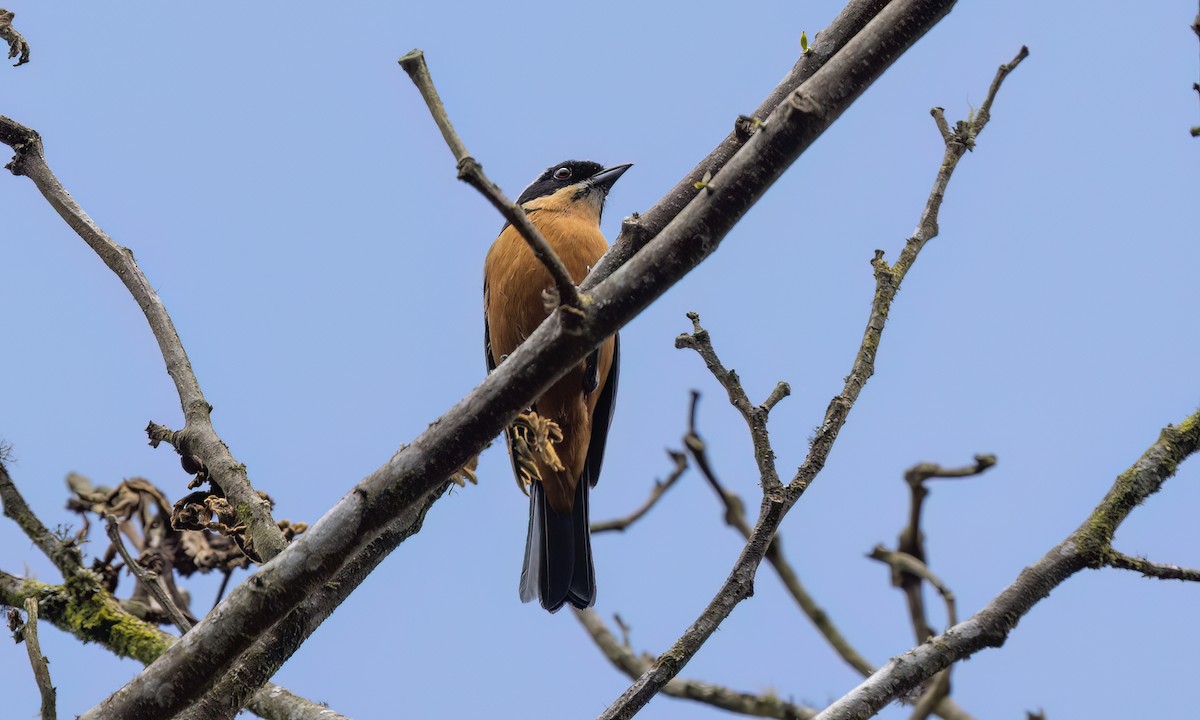 Chestnut-bellied Mountain Tanager - ML644276794