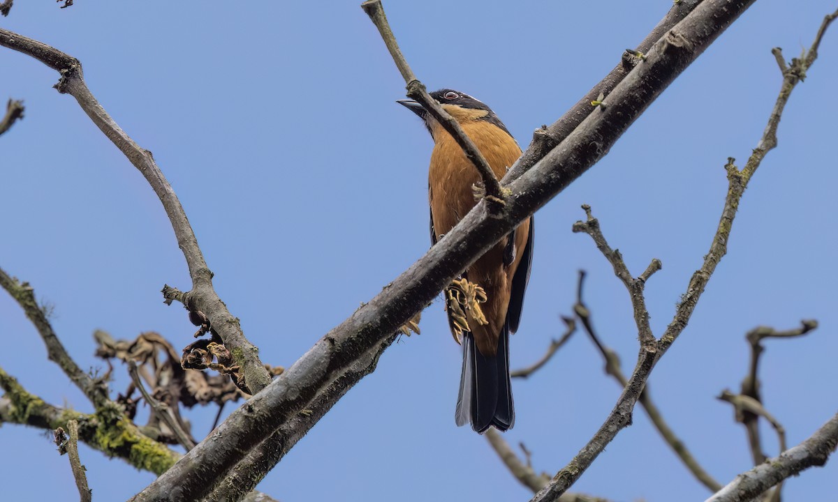 Chestnut-bellied Mountain Tanager - ML644276795