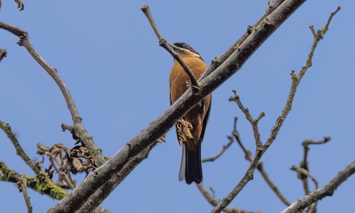 Chestnut-bellied Mountain Tanager - ML644276796