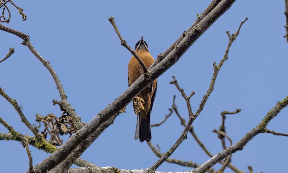 Chestnut-bellied Mountain Tanager - ML644276797