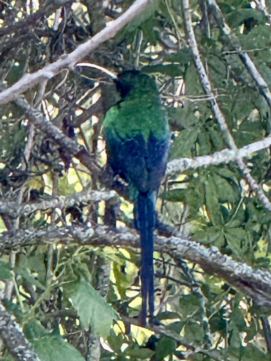 Malachite Sunbird - ML644276800