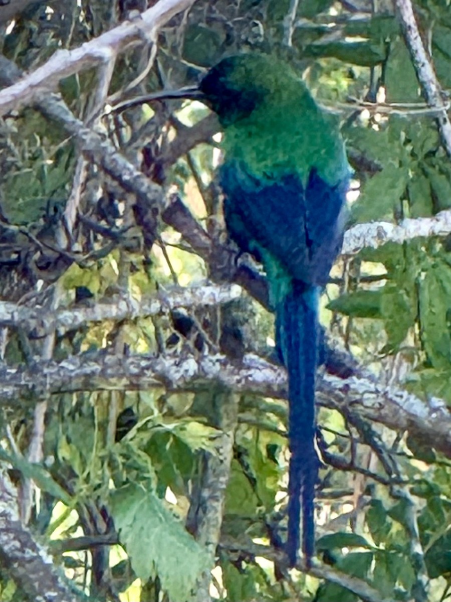 Malachite Sunbird - ML644276802