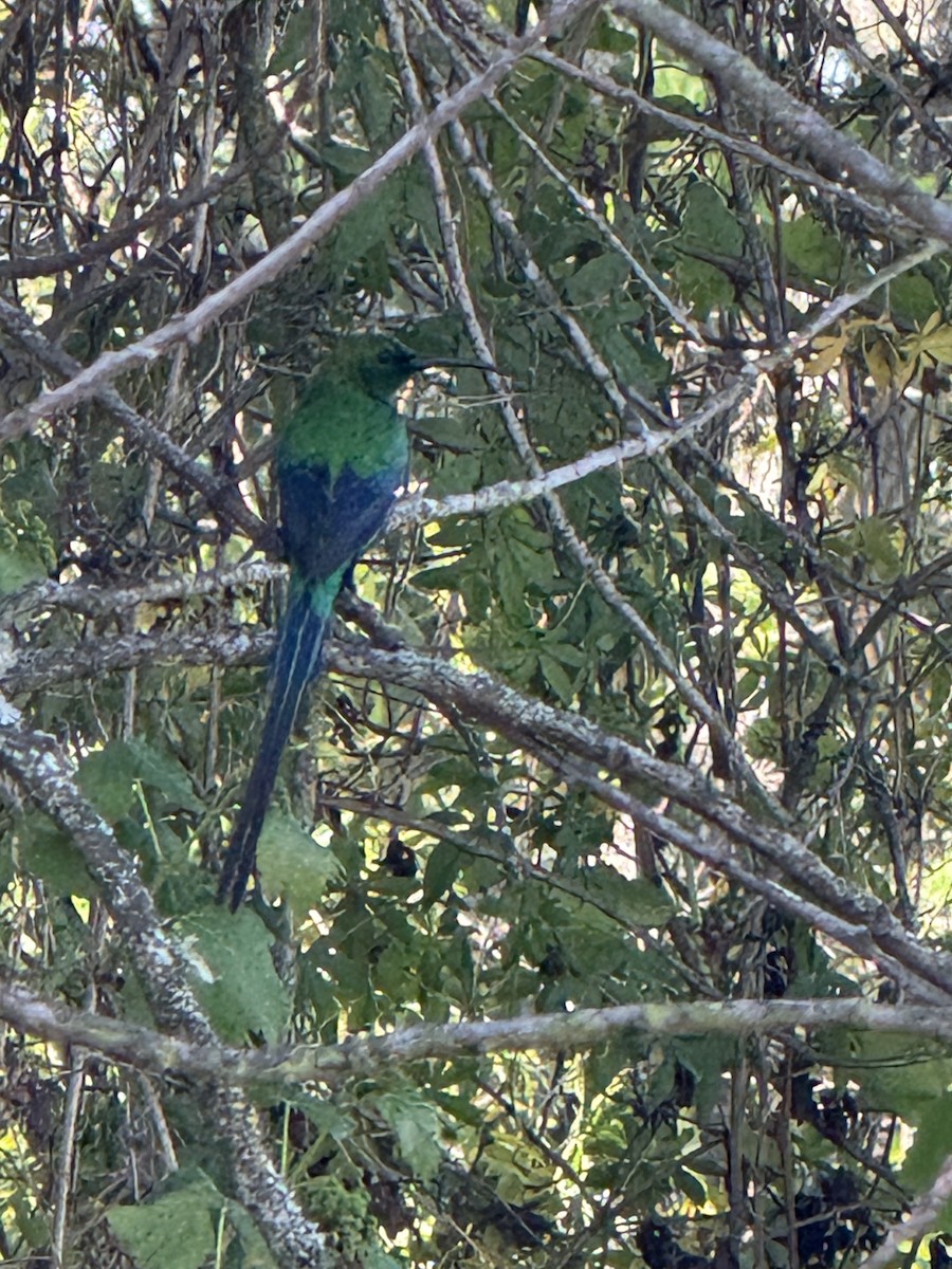 Malachite Sunbird - ML644276807